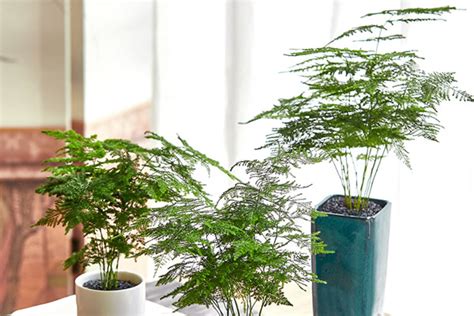 文昌植物|文昌位适合放什么植物